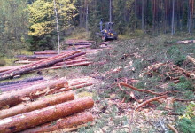 Заготовка леса - фото